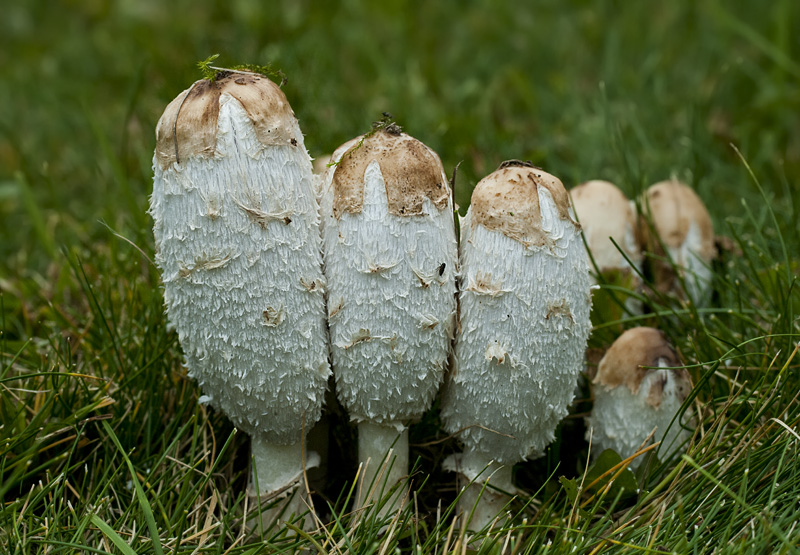 Coprinus comatus